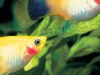 讲风水如何选择鱼缸