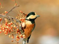 罗伯-本兹尼一周星座运势（5.14-5.20）