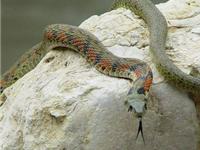 孕妇梦见蛇咬人意味着什么