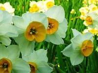 带来幸福的植物前十名