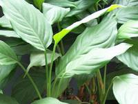 带来幸福的植物第11－24名