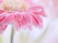 金爱伦2015年6月双鱼座运势