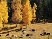 Julia Chen 2015年6月射手座运势