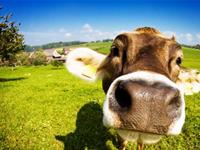 梦见放屁的心理学解梦