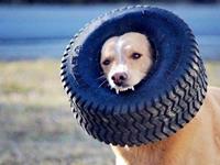 塔罗占卜你的犯“二”指数