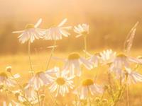 哪些星座最暖心