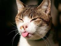 占卜你是个爱吐槽的人吗？