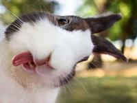 塔罗占卜你是否敢挑战权威