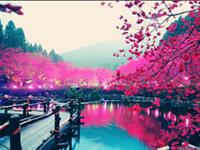 李云天塔罗生肖运程（2.8-2.14）