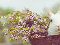 Julia Chen 2016年3月天蝎座运势