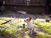 春季会有好运的生肖