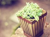 测试你的幸运绿植