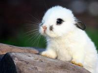 占卜ta喜欢吃窝边草吗？