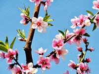 清明节也挡不住桃花运的生肖男