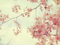 紫微看哪种女人易招桃花劫