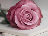 盘点12星座的重色轻友度