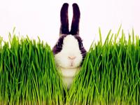 12生肖撒过最真实的谎—兔