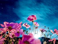 凭借靠山完美逆袭的生肖