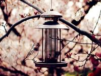 只要人对“裸婚”都成的生肖