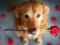 占卜你能在今年收获爱情吗