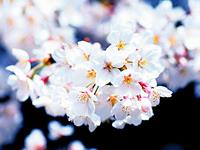 今年深陷烂桃花的生肖