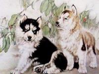 1970年属狗的人2017年运程