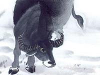 1997年属牛的人2017年运程