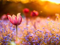 权利or名望？占卜你最渴求的东西