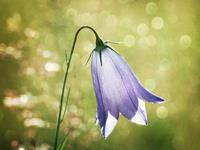 塔罗牌占卜你上当受骗的指数