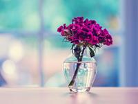 哪些生肖会有倔强的牛脾气