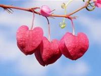 塔罗牌占卜你近期的桃花指数