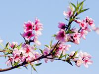 测你最近的桃花运