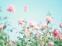 占卜你的恋爱节奏有多快