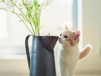 占卜你恋爱后的生活品质