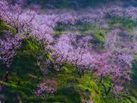 七月三大生肖，桃花劫有你在