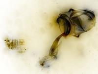 水瓶座是阴险狡诈的人吗