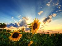 说说谁是偏财最旺的生肖