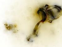 水瓶座的专属宋词