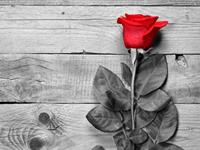 没有面包，这些星女依然爱你