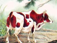 生肖牛中秋出游最强攻略