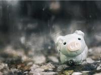 生肖猪改善人缘的方法