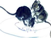 生肖鼠什么年龄段有可能一夜暴富