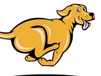 专属生肖狗的人的风水