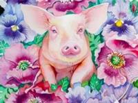 属猪2017年运势及运程 属猪人2017年每月运势