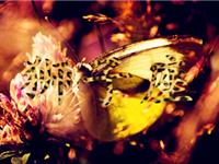 满分10分，狮子座的人生得多少分