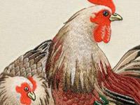 年前生肖鸡需要谨防哪些事