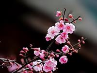 摩羯座的专属植物是什么