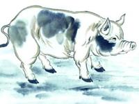 生肖猪该如何挽回破碎的爱情