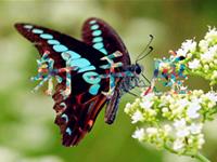 射手座的爱情回头率高吗