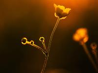 一生不愁吃穿的生肖